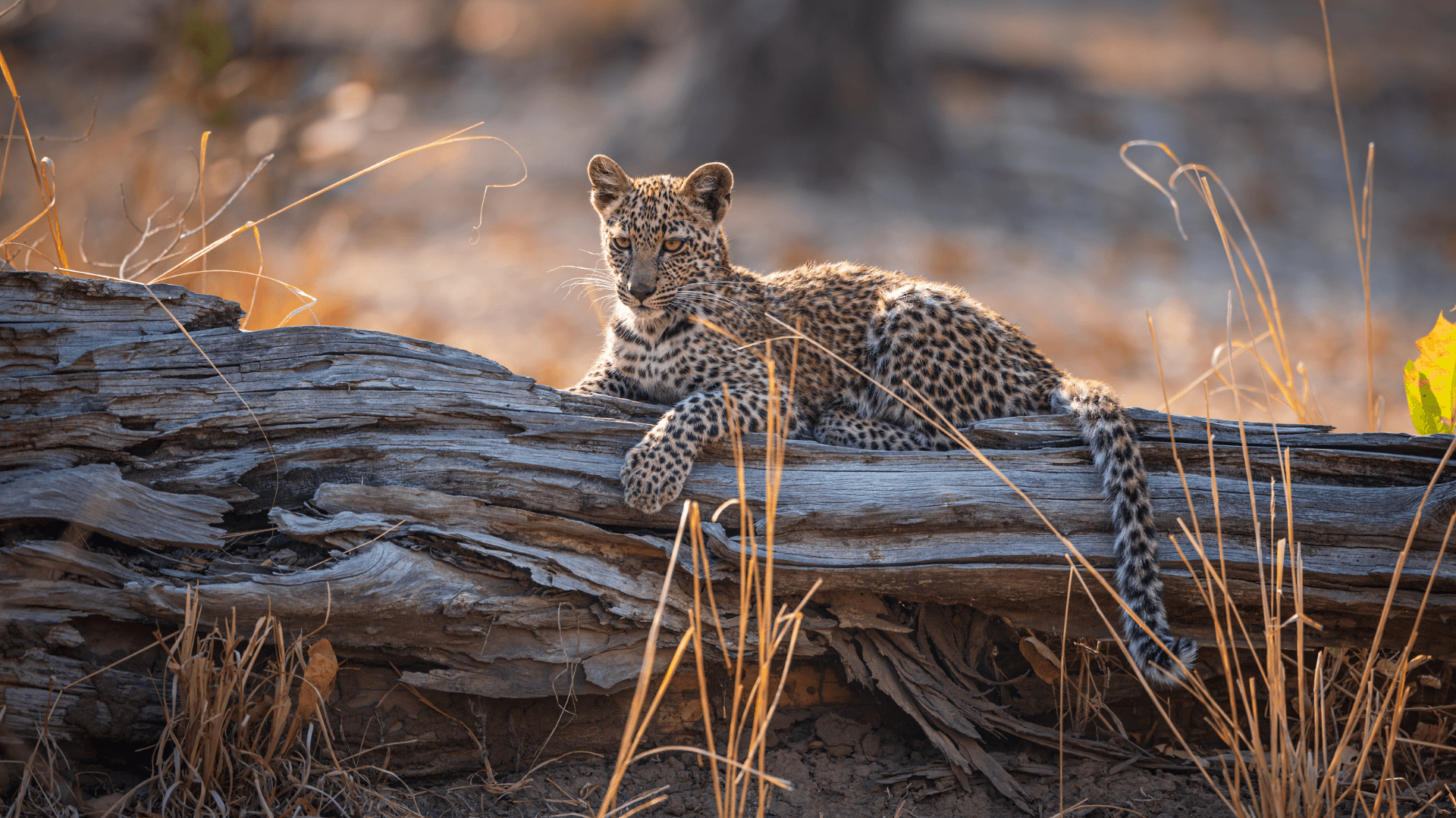August in the South Luangwa National Park