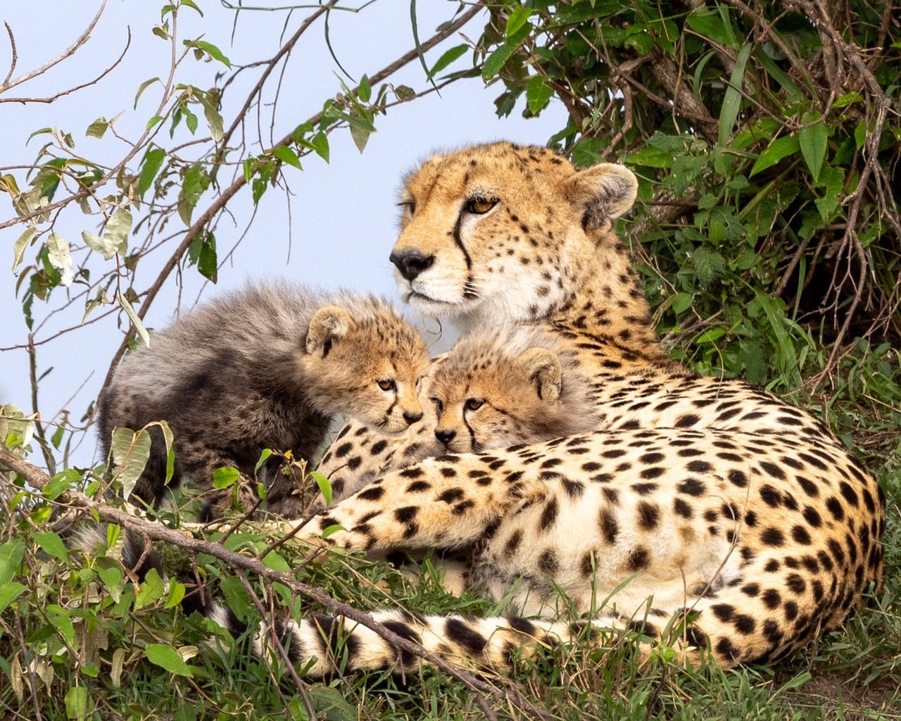 Magnificent Masai Mara