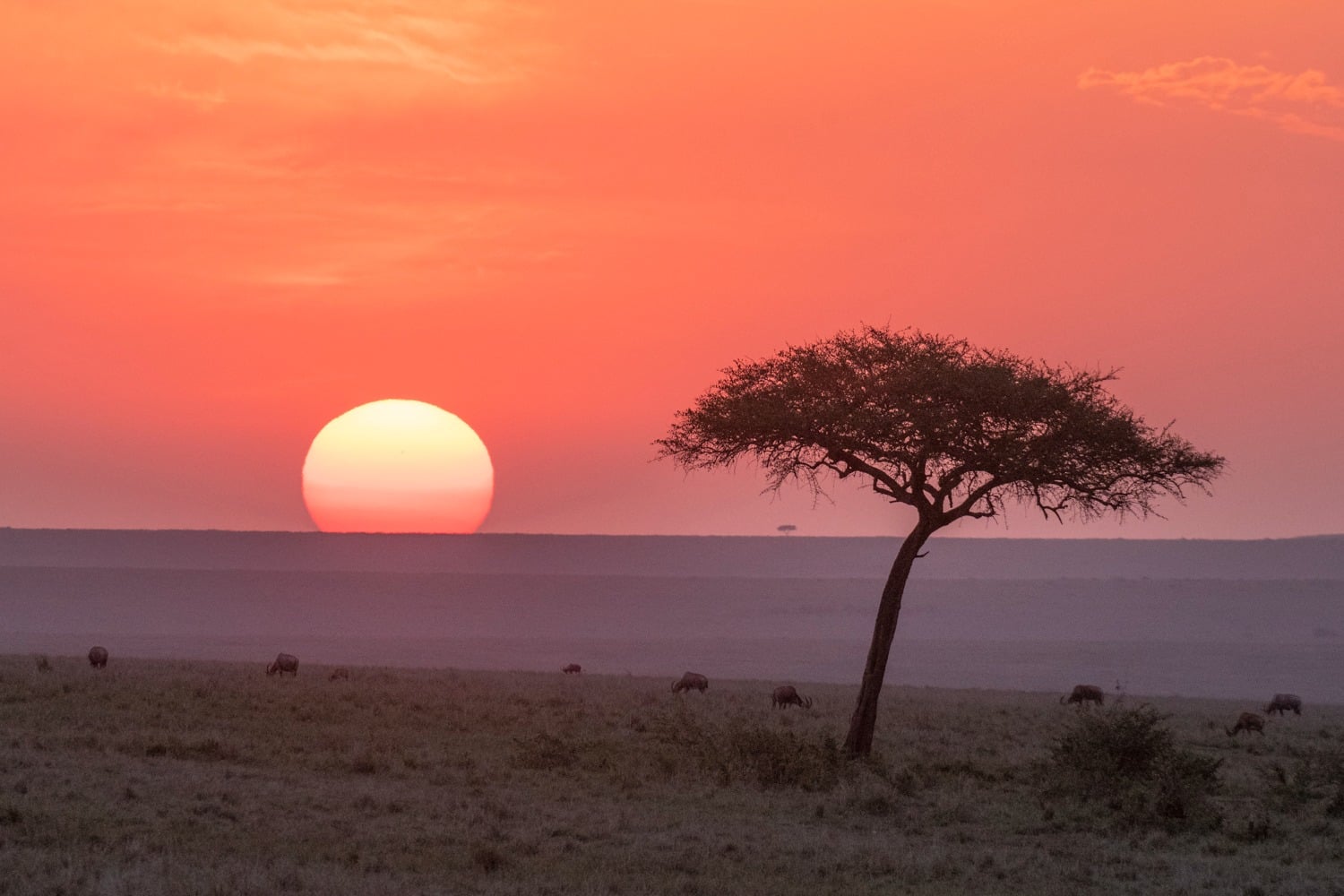 The Masai Mara like you have never seen it before