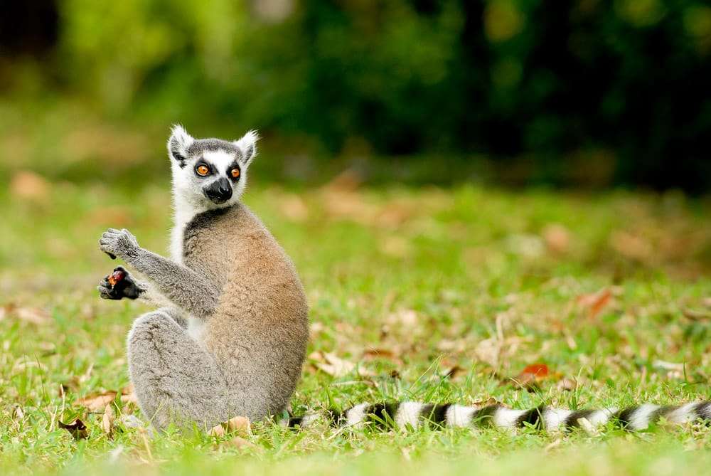 Madagascar Photo Safaris