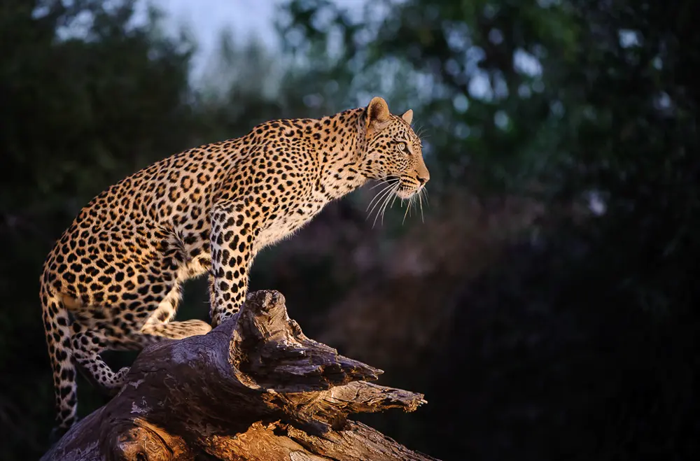 Botswana Photo Safaris