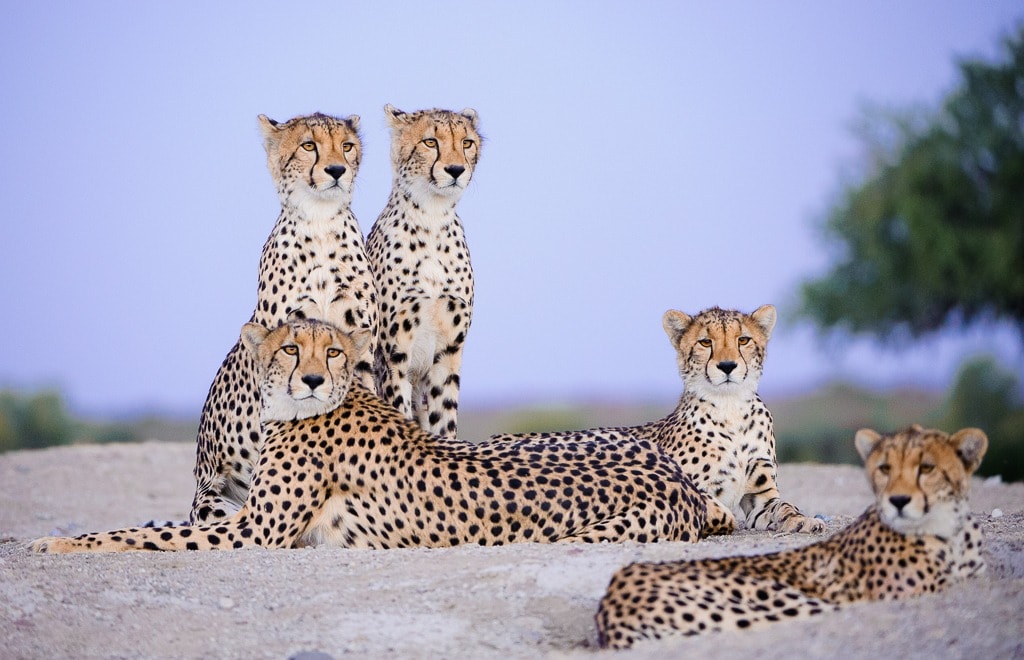 Kambaku Mashatu Photo Safari Itinerary 2026