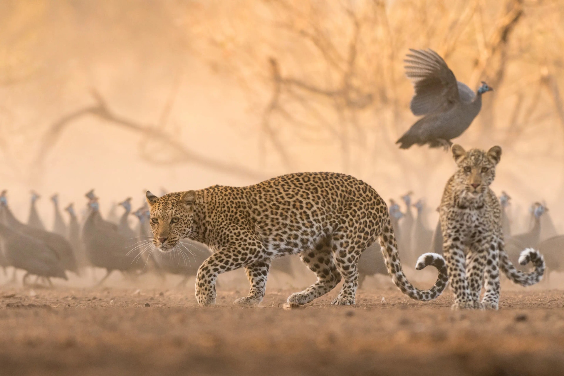 Mala Mala & Mashatu Predators Itinerary 2026