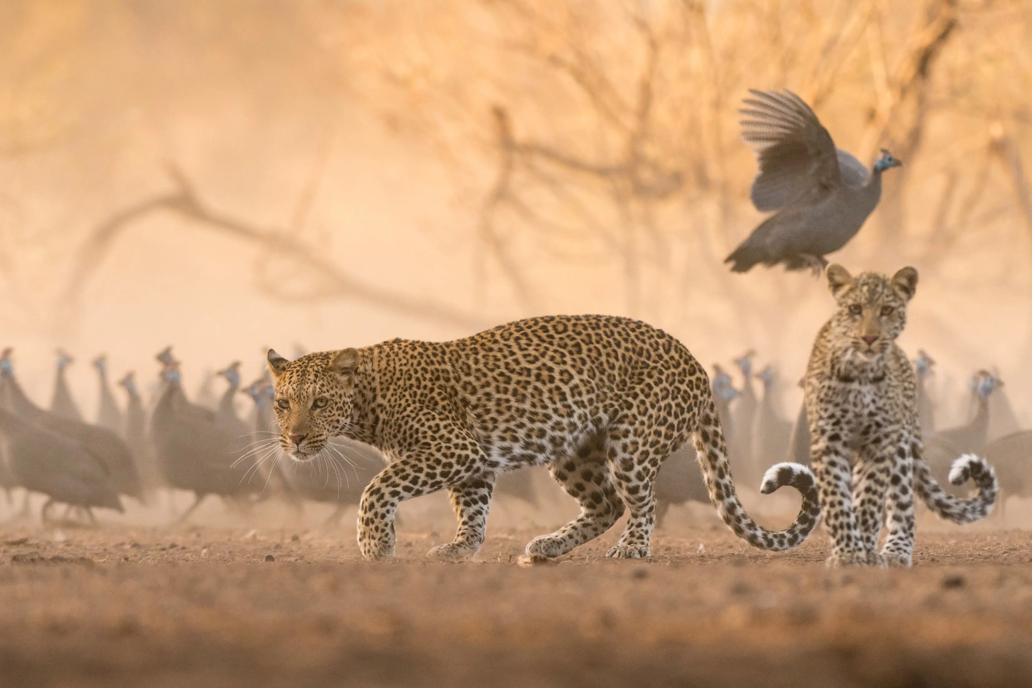 Mala Mala & Mashatu Predators Itinerary 2026