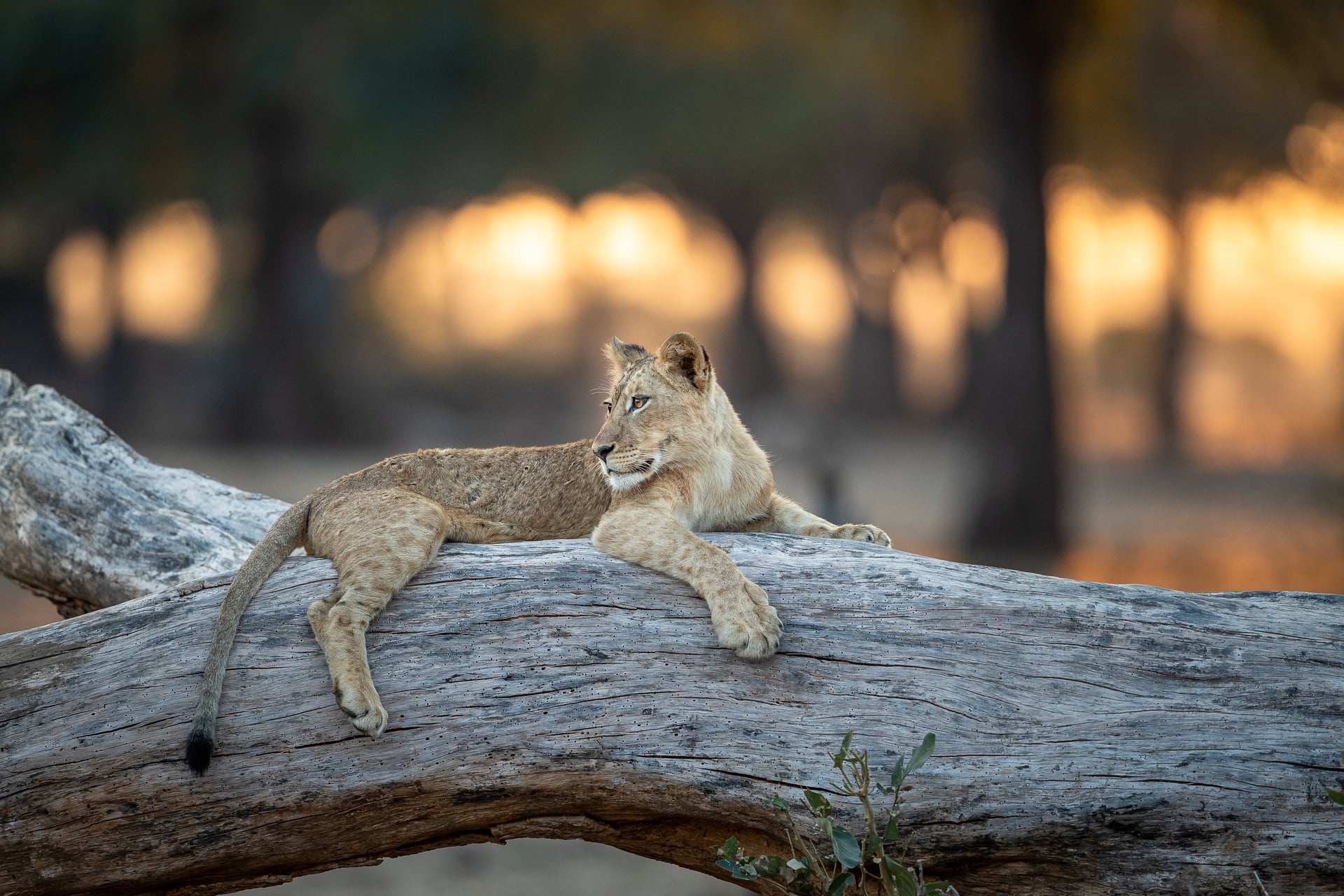 Lower Zambezi Photo Safari with Isak Pretorius April 2027