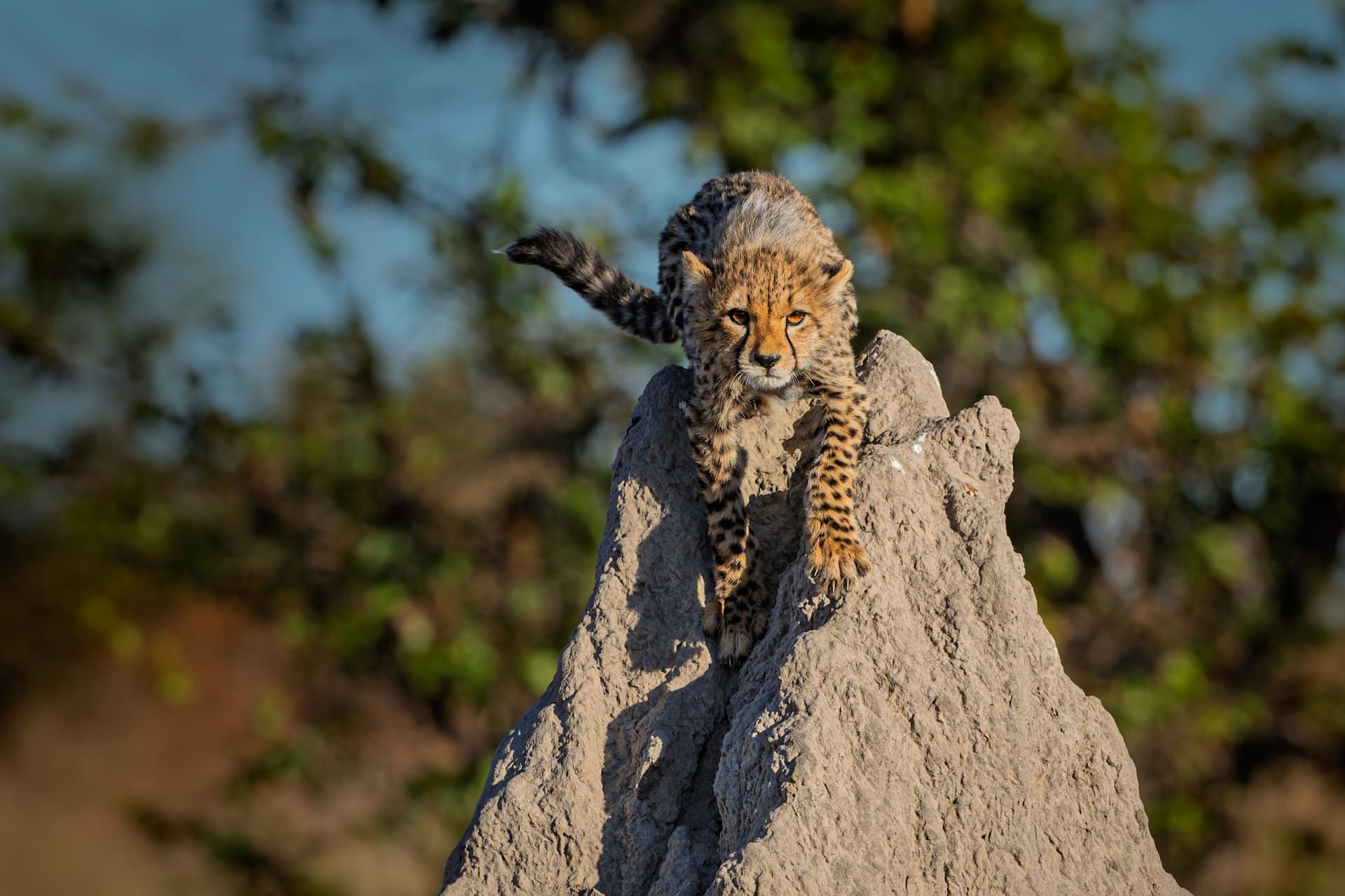 Okavango Delta: Where the Wild Thrives 2027