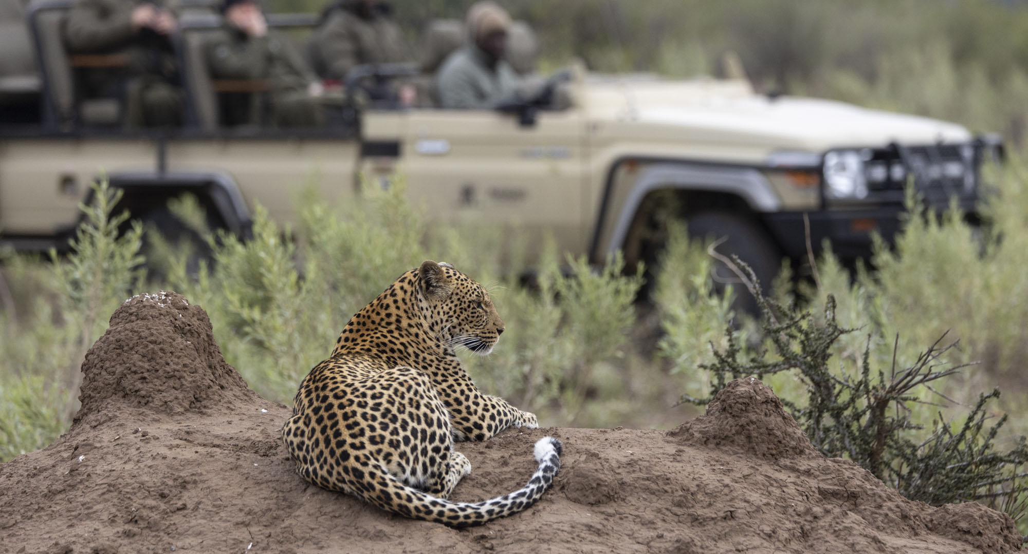 Leopard botswana safari