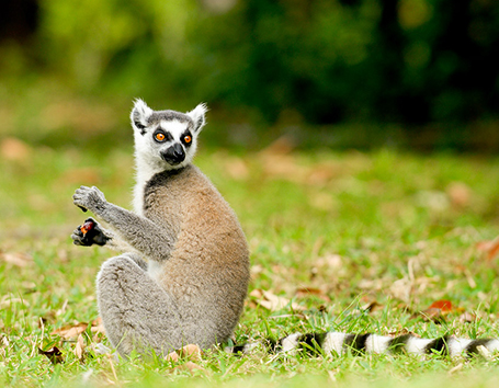 Madagascar Photo Safaris