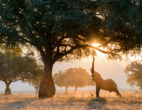 Zimbabwe Photo Safaris