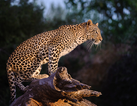 Botswana Photo Safaris