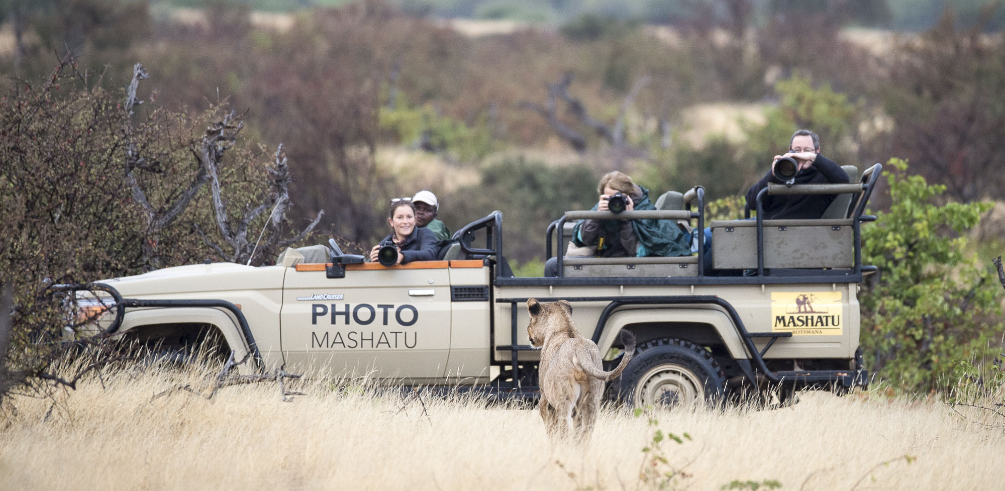 lion botswana safari