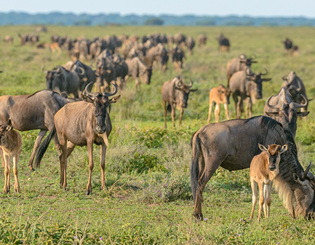 Tanzania Photo Safaris