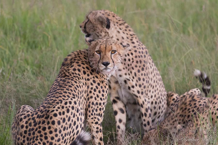 https://www.c4photosafaris.com/uploader/images/Cheetah_Brothers.jpg